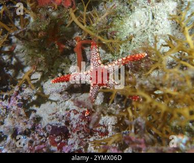 Stachelhäuter, Deep Sea Exploration 2025.ein Stachelhäuter ist jedes Tier des Phyls Echinodermata, das Seesterne, brüchige Sterne und Seeigel umfasst Stockfoto