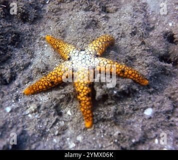 Stachelhäuter, Deep Sea Exploration 2025.ein Stachelhäuter ist jedes Tier des Phyls Echinodermata, das Seesterne, brüchige Sterne und Seeigel umfasst Stockfoto