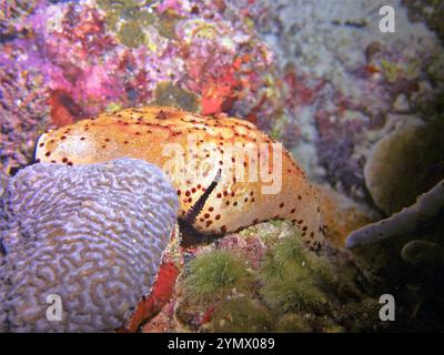 Stachelhäuter, Deep Sea Exploration 2025.ein Stachelhäuter ist jedes Tier des Phyls Echinodermata, das Seesterne, brüchige Sterne und Seeigel umfasst Stockfoto