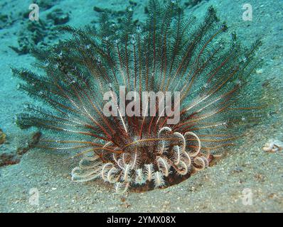 Stachelhäuter, Deep Sea Exploration 2025.ein Stachelhäuter ist jedes Tier des Phyls Echinodermata, das Seesterne, brüchige Sterne und Seeigel umfasst Stockfoto