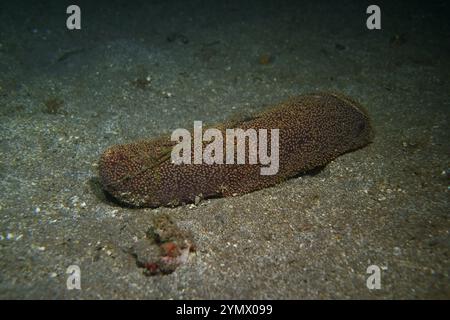 Stachelhäuter, Deep Sea Exploration 2025.ein Stachelhäuter ist jedes Tier des Phyls Echinodermata, das Seesterne, brüchige Sterne und Seeigel umfasst Stockfoto