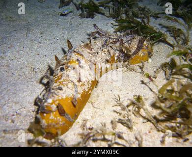 Stachelhäuter, Deep Sea Exploration 2025.ein Stachelhäuter ist jedes Tier des Phyls Echinodermata, das Seesterne, brüchige Sterne und Seeigel umfasst Stockfoto