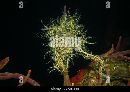 Stachelhäuter, Deep Sea Exploration 2025.ein Stachelhäuter ist jedes Tier des Phyls Echinodermata, das Seesterne, brüchige Sterne und Seeigel umfasst Stockfoto