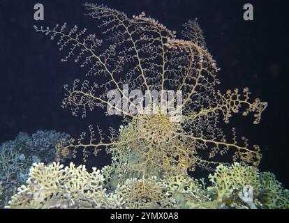 Stachelhäuter, Deep Sea Exploration 2025.ein Stachelhäuter ist jedes Tier des Phyls Echinodermata, das Seesterne, brüchige Sterne und Seeigel umfasst Stockfoto