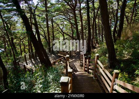 Yangyang, Südkorea - 3. November 2024: Ein malerischer Blick auf hölzerne Wandertreppen, die sich durch den dichten Kiefernwald auf dem Jukdo-Berg schlängeln und eine Stockfoto