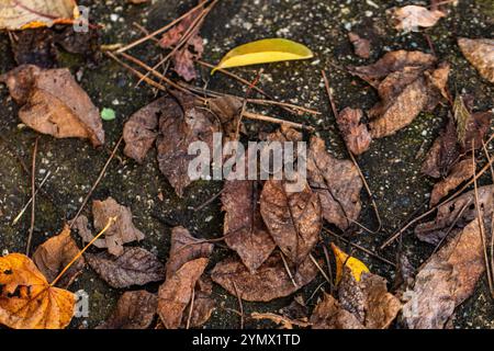 Detaillierte Textur trockener Blätter in natürlichen Umgebungen, die die Schönheit des Verfalls im Herbst veranschaulicht Stockfoto