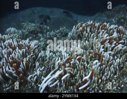 Riftia pachyptila Siboglinidae im hydrothermalen Vent Deep Sea Exploration 2025. Riftia pachyptila, bekannt als Riesenröhrenwurm Stockfoto