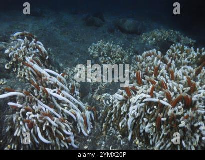 Riftia pachyptila Siboglinidae im hydrothermalen Vent Deep Sea Exploration 2025. Riftia pachyptila, bekannt als Riesenröhrenwurm Stockfoto