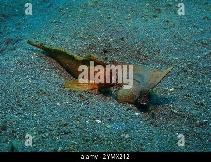 Rotfeuerfisch, Pterois Deep Sea Exploration 2025. Pterois ist eine Gattung giftiger Meeresfische, die im Indo-Pazifik beheimatet sind. Stockfoto