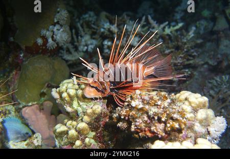 Rotfeuerfisch, Pterois Deep Sea Exploration 2025. Pterois ist eine Gattung giftiger Meeresfische, die im Indo-Pazifik beheimatet sind. Stockfoto
