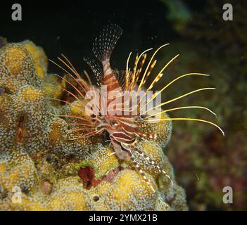 Rotfeuerfisch, Pterois Deep Sea Exploration 2025. Pterois ist eine Gattung giftiger Meeresfische, die im Indo-Pazifik beheimatet sind. Stockfoto