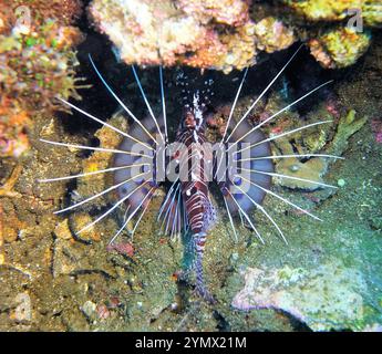 Rotfeuerfisch, Pterois Deep Sea Exploration 2025. Pterois ist eine Gattung giftiger Meeresfische, die im Indo-Pazifik beheimatet sind. Stockfoto