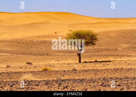 Pflanzen in der Sahara. Ein einsamer Akazienbaum (Acacia tortilis raddiana oder Vachellia tortilis) vor dem Hintergrund einer Düne. Marokko Stockfoto