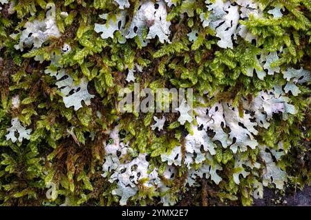 Flechten und Moose Stockfoto