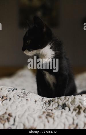 Schwarzes Kätzchen mit weißem Hals und Bauch sitzt im Bett auf einem weißen blanke Stockfoto