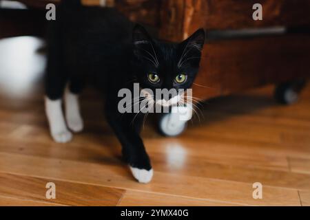 Schwarzes Kätzchen mit weißen Pfoten steht auf einem Holzparkettboden neben einem Holztisch und schaut in die Kamera. Stockfoto