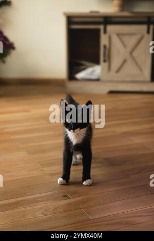Schwarzes Kätzchen mit weißen Pfoten, Hals und Bauch steht auf einem Holzparkettboden neben einem Holztisch und schaut in die Kamera. Stockfoto
