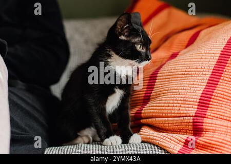 Schwarzes Kätzchen mit weißem Hals und Bauch sitzt auf einem Sofa neben einer Frau in schwarzem Gewand und einem roten Kissen auf einem Sofa vor einer dunkelgrünen Wand und sieht aus Stockfoto