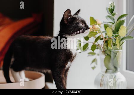 Schwarzes Kätzchen mit weißem Hals und Bauch steht an einem Fenster auf einer Fensterbank mit einer Glasvase mit Rosen, die die Katze hält. Stockfoto