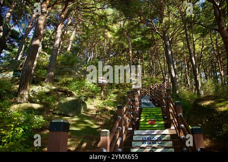 Yangyang County, Südkorea - 3. November 2024: Eine Holztreppe schlängelt sich durch einen ruhigen Kiefernwald auf dem Berg Jukdo, in der Sonne gebadet Stockfoto