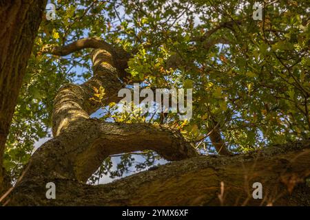 Oak Tree, Richmond Park, London, England, Großbritannien Stockfoto