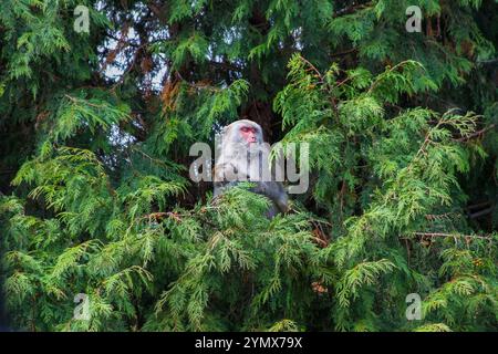 Eine Formosan Rock-Affenmutter, die ihr Baby in einem grünen Baum hält. Die Affen haben markante rote Gesichter. New Taipei City, Taiwan. Stockfoto