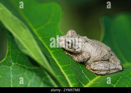 Nahaufnahme eines Meinteiner Baumfrosches (Chirixalus idiootocus) auf leuchtend grünen Blättern. Die grau melierte Haut des Frosches steht im Kontrast zu den hellen Farben Stockfoto
