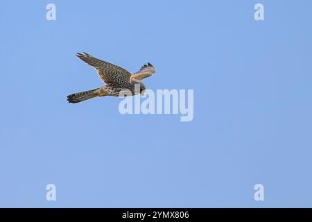 Fähnchen (Falco tinnunkulus) aus Sjelland, Denmak, Stockfoto