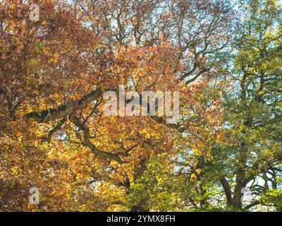 Sonnenlicht auf einem Eichenzweig mit Herbstlaub in einem Wald Stockfoto