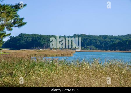Yangyang County, Südkorea - 3. November 2024: Eine ruhige Herbstszene des Pomae Lake mit hohem Gras am Ufer, umgeben von dichtem Wald Stockfoto