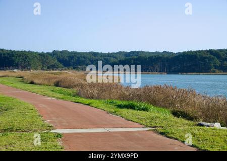 Yangyang County, Südkorea - 3. November 2024: Ein friedlicher Wander- und Radweg verläuft entlang des Pomae Lake, eingerahmt von hohem Gras und bewaldeten Wäldern Stockfoto