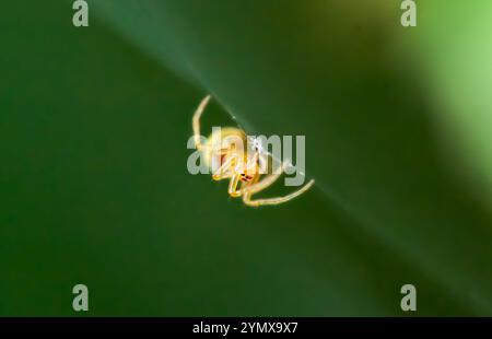 Eine Nahaufnahme einer goldenen Orgelweberspinne auf ihrem Netz. Der goldene Körper und die Beine der Spinne sind vor einem grünen Hintergrund deutlich sichtbar. Fotografiert in Stockfoto