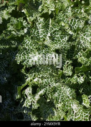 Mariendistel, Mariendistel, Mariendistel, mediterrane Mariendistel, Variegated Thistle oder Scotch Thistle, Silybum marianum, Asteraceae. Stockfoto