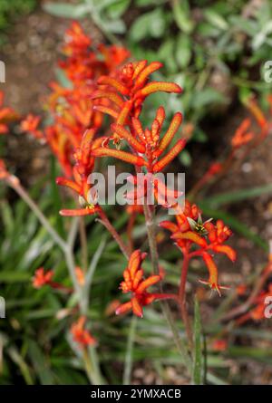 Kängurupfoten, Anigozanthos sp., Haemodoraceae. Westaustralien. Kängurupfoten werden von Vögeln bestäubt. Stockfoto