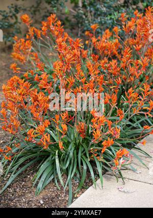 Kängurupfoten, Anigozanthos sp., Haemodoraceae. Westaustralien. Kängurupfoten werden von Vögeln bestäubt. Stockfoto