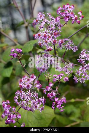 Pericallis webbii, Asteraceae. Gran Canaria, Kanarische Inseln. Das heimische Verbreitungsgebiet dieser Art sind die Kanarischen Inseln (Gran Canaria). Stockfoto