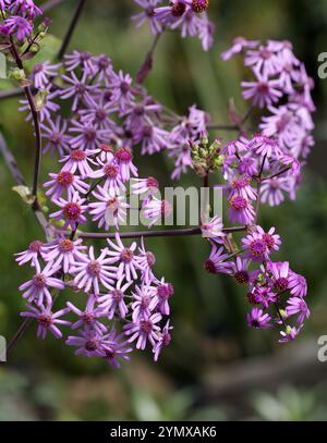 Pericallis webbii, Asteraceae. Gran Canaria, Kanarische Inseln. Das heimische Verbreitungsgebiet dieser Art sind die Kanarischen Inseln (Gran Canaria). Stockfoto