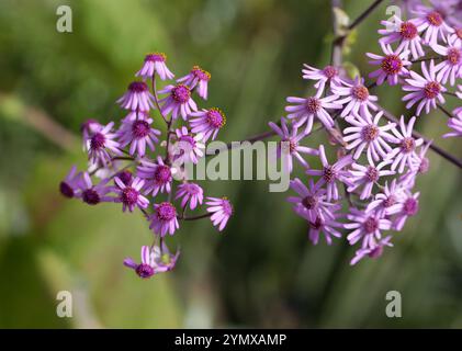 Pericallis webbii, Asteraceae. Gran Canaria, Kanarische Inseln. Das heimische Verbreitungsgebiet dieser Art sind die Kanarischen Inseln (Gran Canaria). Stockfoto