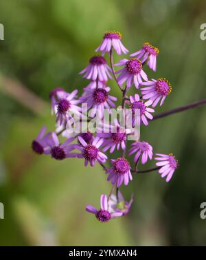 Pericallis webbii, Asteraceae. Gran Canaria, Kanarische Inseln. Das heimische Verbreitungsgebiet dieser Art sind die Kanarischen Inseln (Gran Canaria). Stockfoto