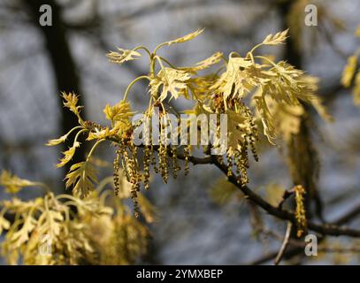 Northern Pin Oak oder Hill's Oak, Quercus ellipsoidalis, Fagaceae. Nordosten der USA, Nordamerika. Catkins. Stockfoto