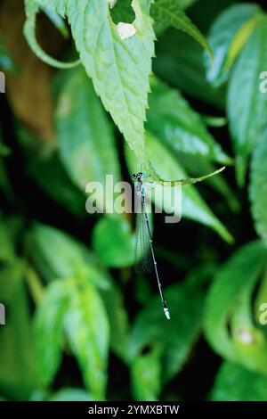 Eine Nahaufnahme einer blauen und schwarzen Damselfliege (Coeliccia cyanomeoias), die auf einem grünen Blatt thront. Die Jungfliege hat deutliche blaue und schwarze Markierungen auf ihrem Körper Stockfoto