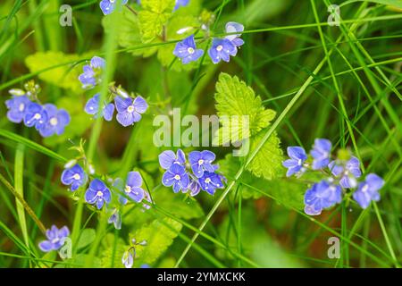 Makroaufnahme von blauen Germander Speedwell (Veronica chamaedrys) Blüten Stockfoto