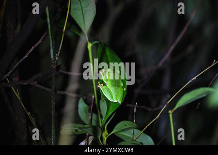 Ein leuchtender Orangenbauchfrosch (Zhangixalus aurantiventris) mit einem glatten, dunkelgrünen Rücken und orange-rotem Bauch, der auf einem Ast thront. New Taipei City, Stockfoto