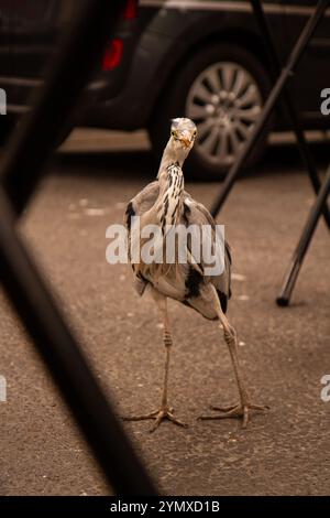 Herron lebt auf einem Markt in der Stadt Stockfoto