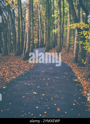 Ein gepflasterter Fußweg durch Einen City Park Forest Stockfoto