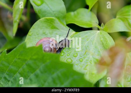 Eine Nahaufnahme einer Schnecke, die langsam auf einem grünen Blatt kriecht Stockfoto