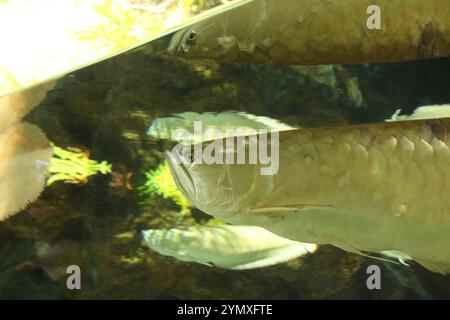 Osteoglossum bicirrhosum Nahaufnahme mit Algen im Aquarium. Stockfoto