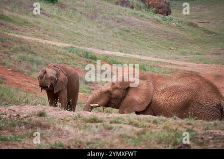 Elefantenweibchen mit ihrem Kalb auf der Wiese. Mutter und Sohn, Tochter, grün, einsam, keine Menschen, Liebe, Schutz, Verwandtschaft Stockfoto