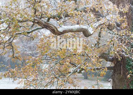 Leichte Schneestäubung auf einem Baum am Southampton Common Stockfoto