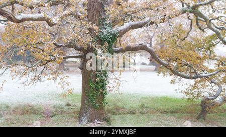 Leichte Schneestäubung auf einem Baum am Southampton Common Stockfoto